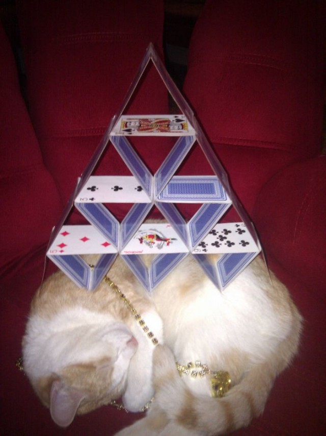 Коты и Кошки
