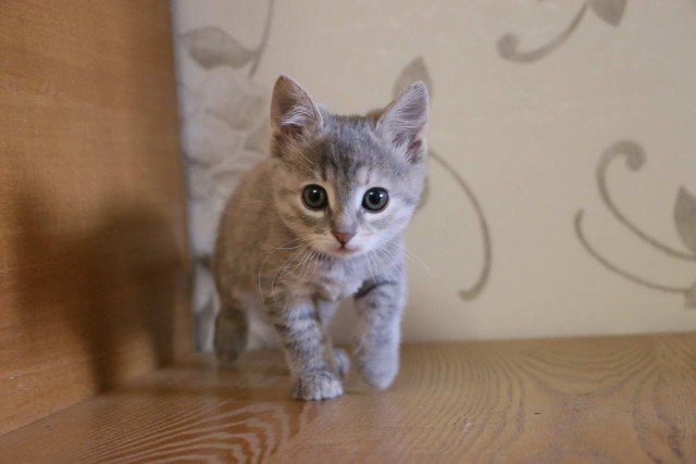 Коты и Кошки