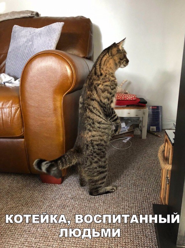 Коты и Кошки