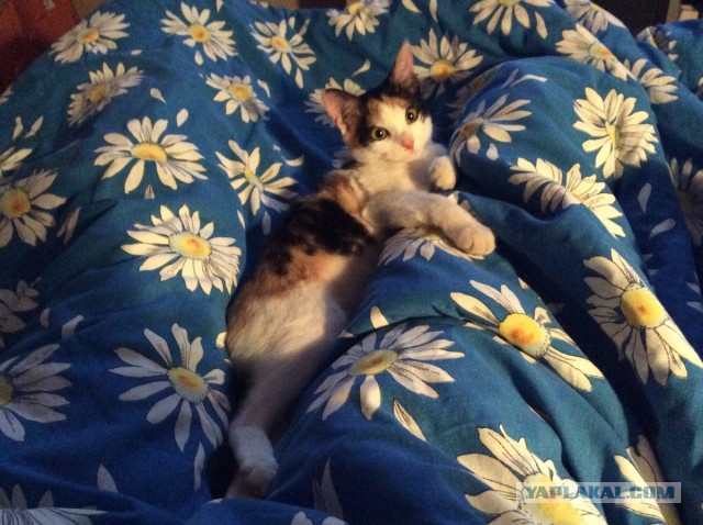 Котовторник 07.11.2017