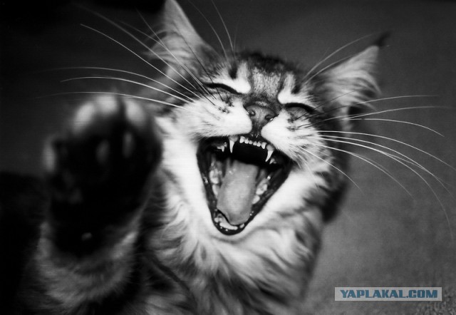 Губернатор Кемеровской области Тулеев подал в отставку