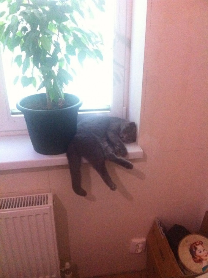 Котовторник ждали? А вот и он!