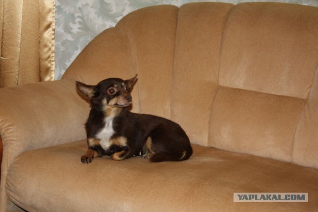 Жили-были той и стаф…