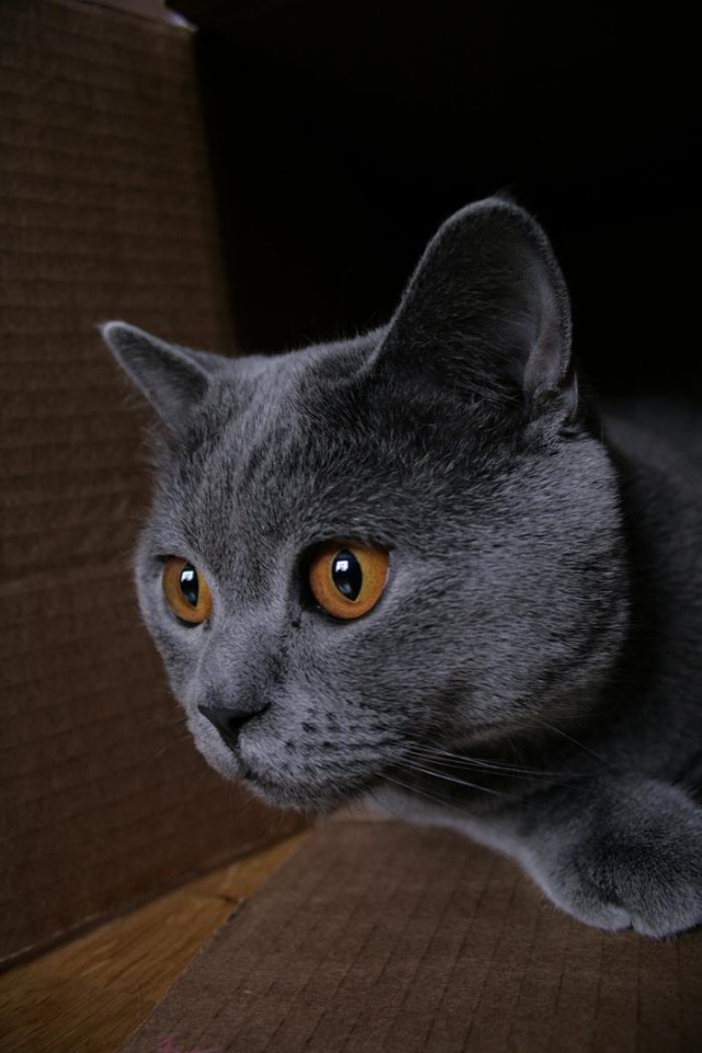 Котовторник на ЯПе (11.03.08)