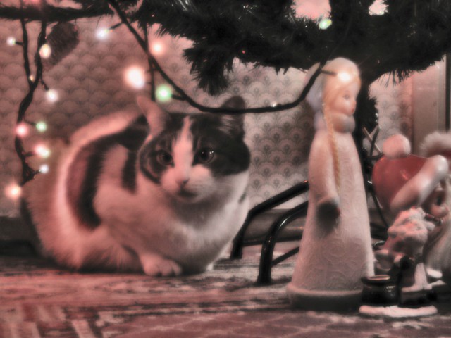 Новогодний КОТОВТОРНИК!