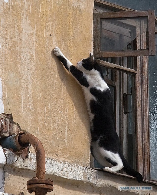 Котосреда (06.05.2009)