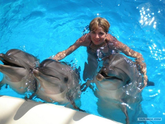 Дельфины - удивительные животные