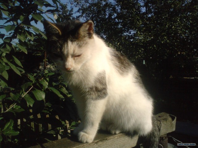 Котятовторник, 25.05.2010