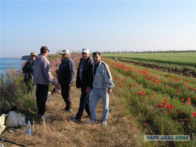 За мак на огороде осудили пермского ветерана труда