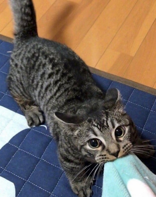 Прикольных котов пост