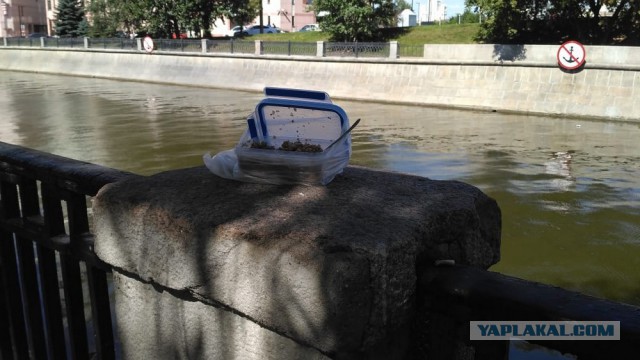 Чем питается офисный планктон