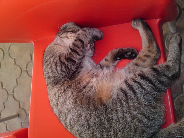 Котовторник в "КотоГетто"