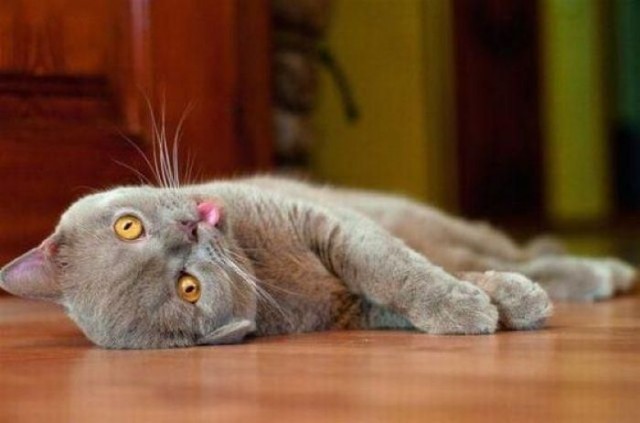 Котовторник!