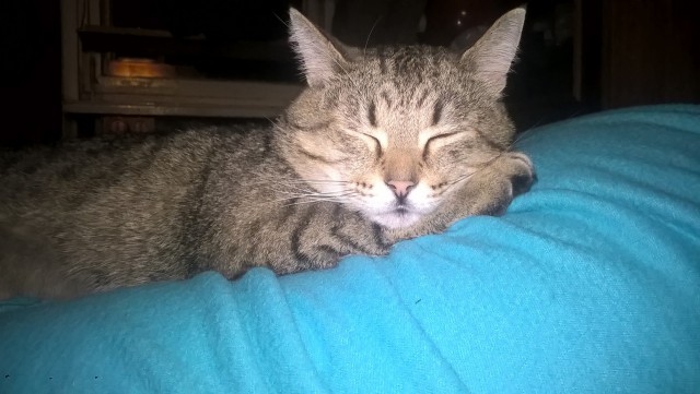 Котовторник 04.12. 2018