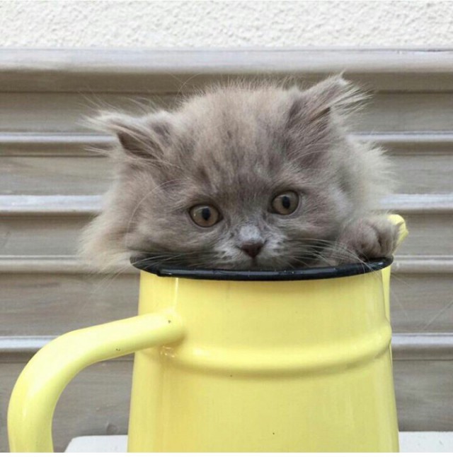 Прикольных котов пост