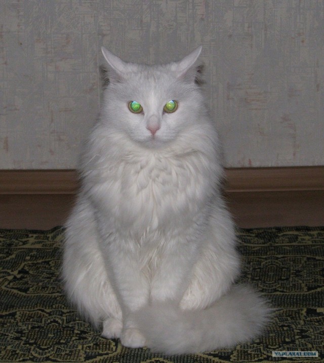Котовторник 27.03.2012