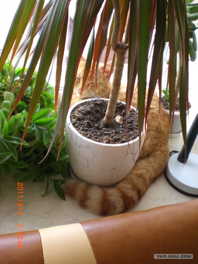 Котовторник 24.04.2012