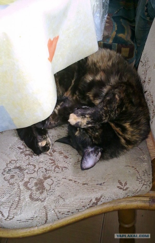 Котовторник 29.05.2012
