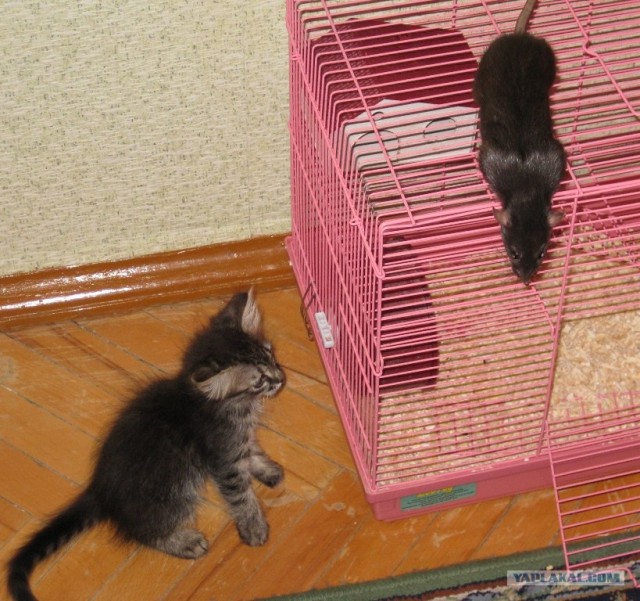Котонянька и котовторник