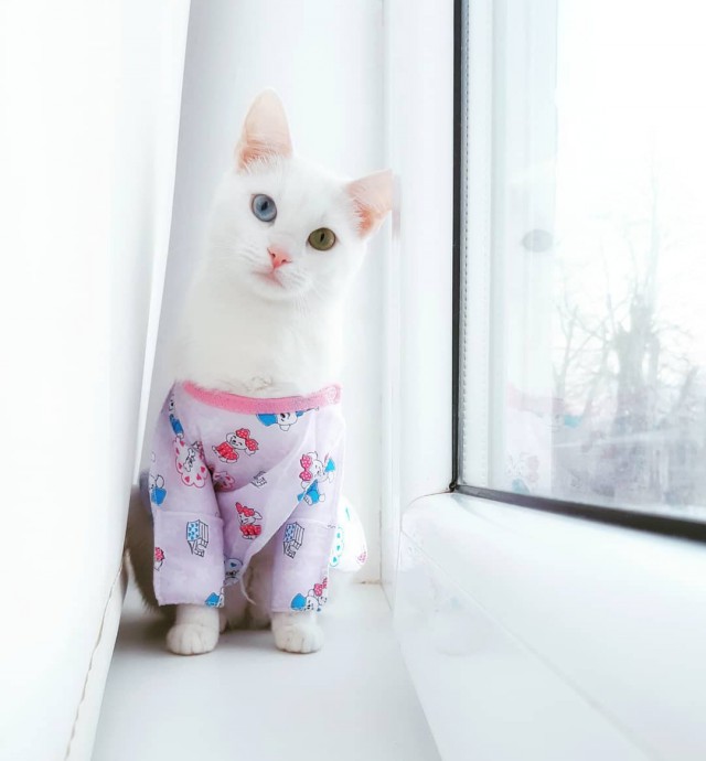 Забавные фото котеек