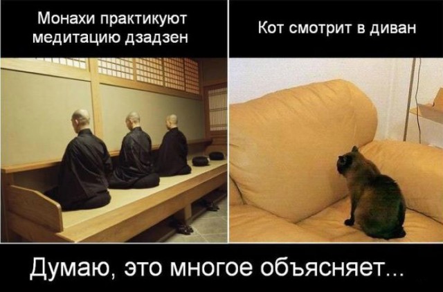 Коты-буддисты