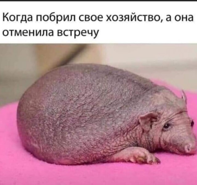 Занятым женам, у которых вечно болит голова - в помощь