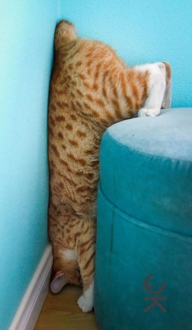 Котики