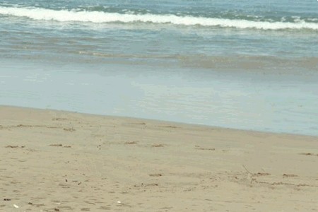 Фотожаба дня: Летающий конь