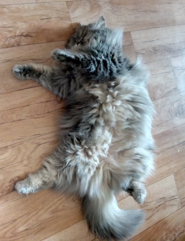 Котовторник животворящий - спасение котейки из стены дома