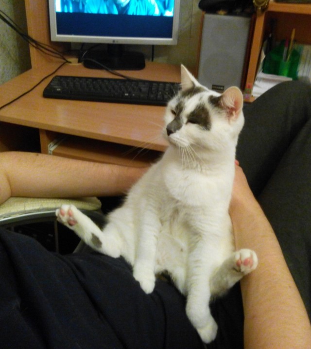 Кот и живот