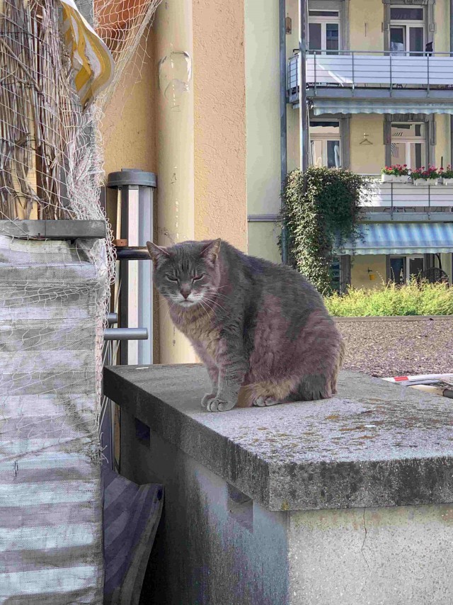Эти забавные животные
