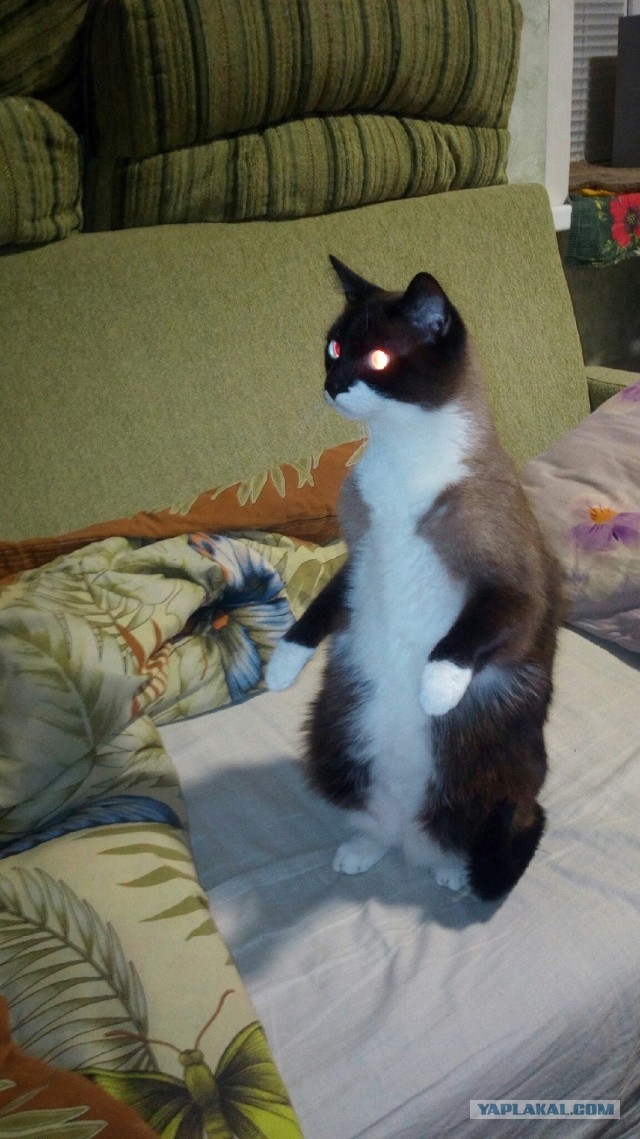 Про прапора, кота
