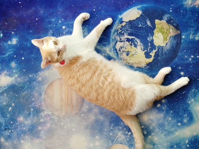 Котокартинки и котобуквы