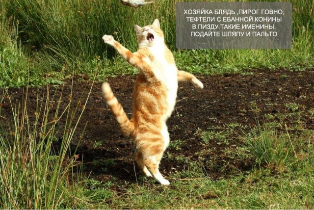 Кот поёт