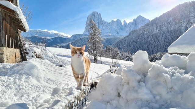 Коты они такие