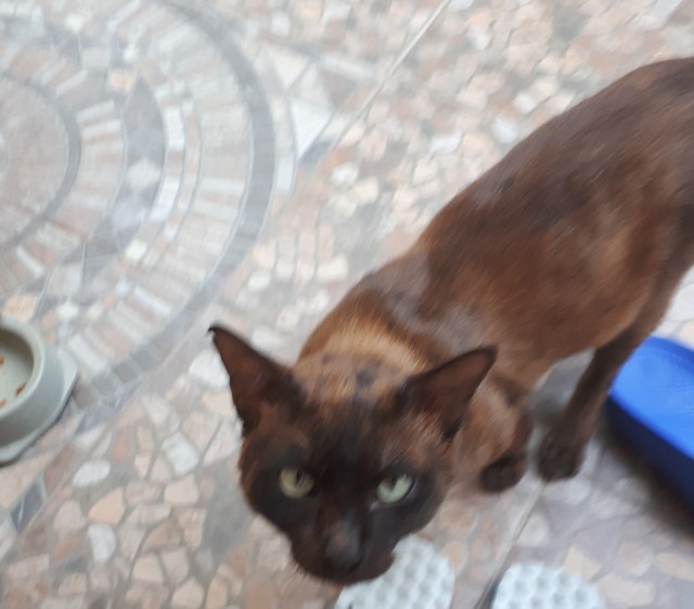 Кошки