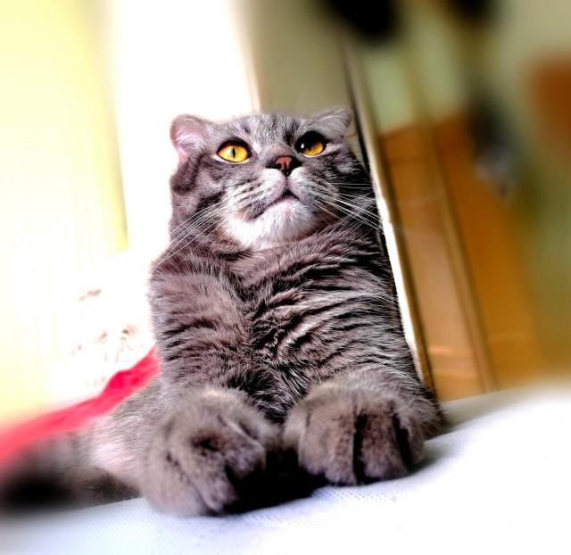 Котовторник!