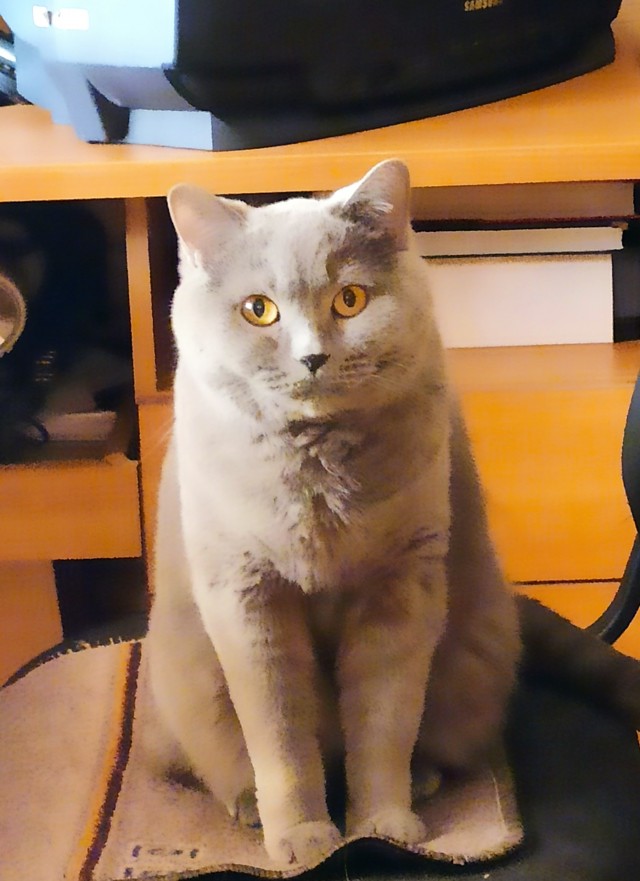 Вторник. Кото-вторник...