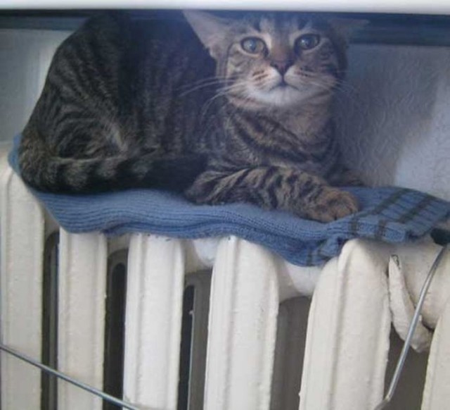 Подборка всякой живности