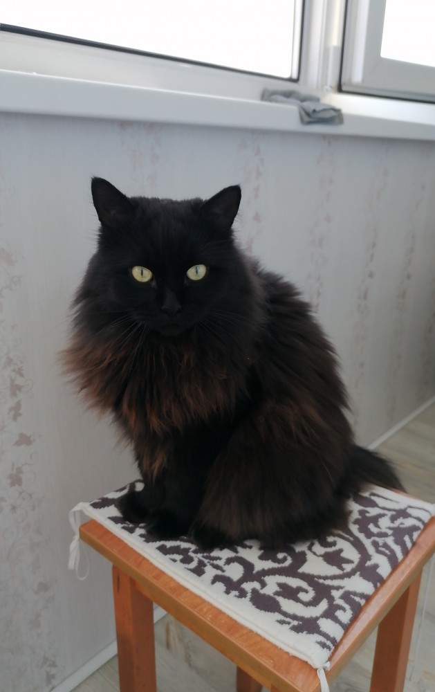 Кот Василий