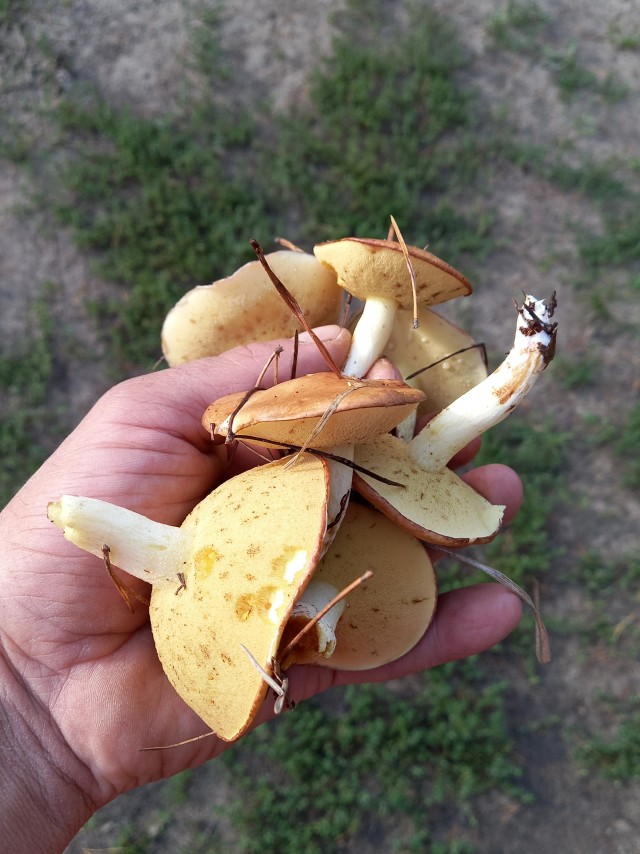 Маслята пошли