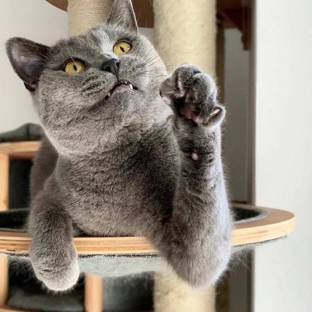 Разные котики