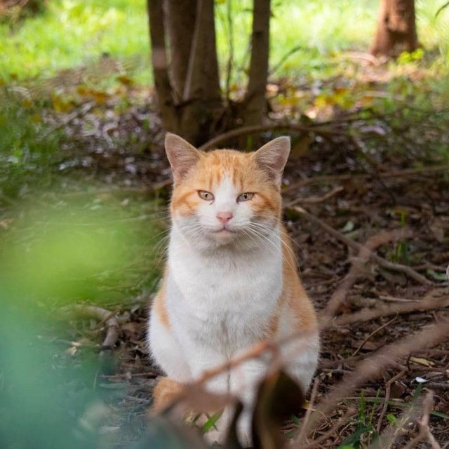 Процесс зевания котичка поэтапно:
