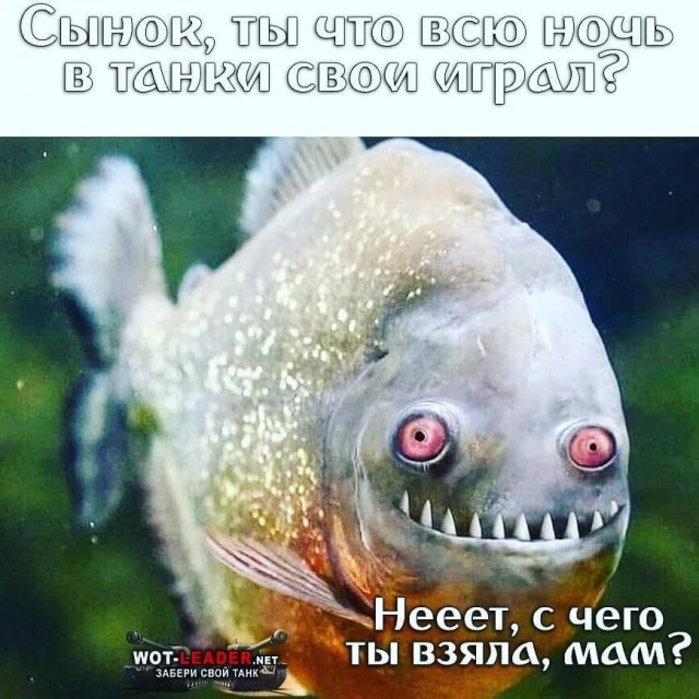Рыбов, показываю. Красивое