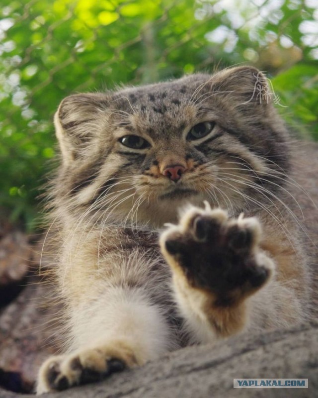 Котю дразнят