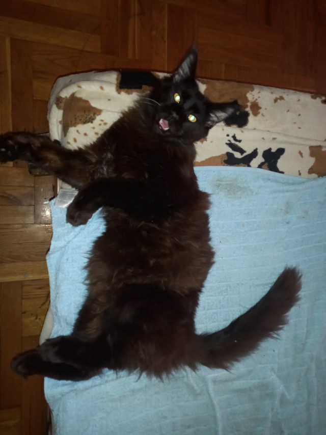 А что это мы котовторник не начинаем? Время пришло!