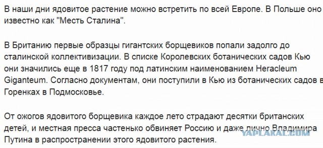 Хотели всех накормить и устроили катастрофу: как теперь избавиться от борщевика