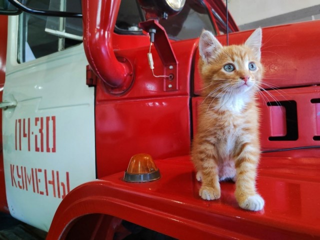 Огонёк — почётный сотрудник пожарной части Кировской области.