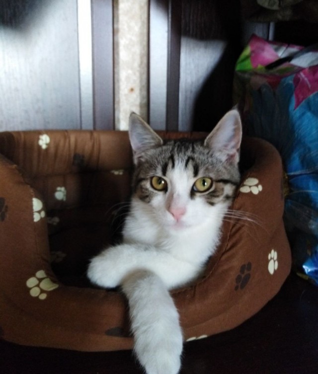 Отдали кота