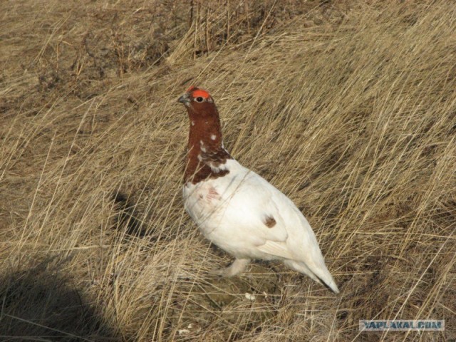 Ямал. Два времени года